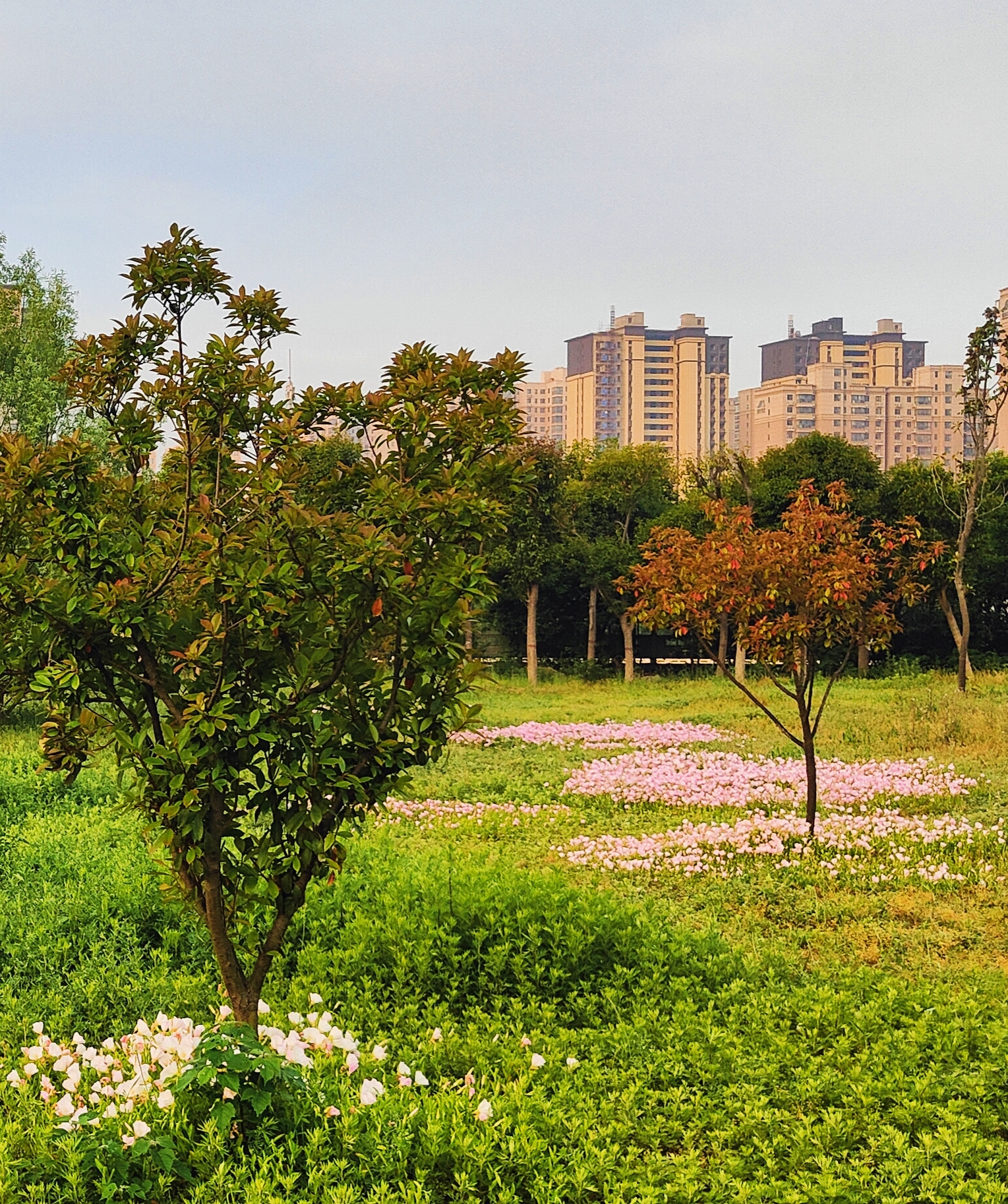 河南禹州 暮春初夏风景美