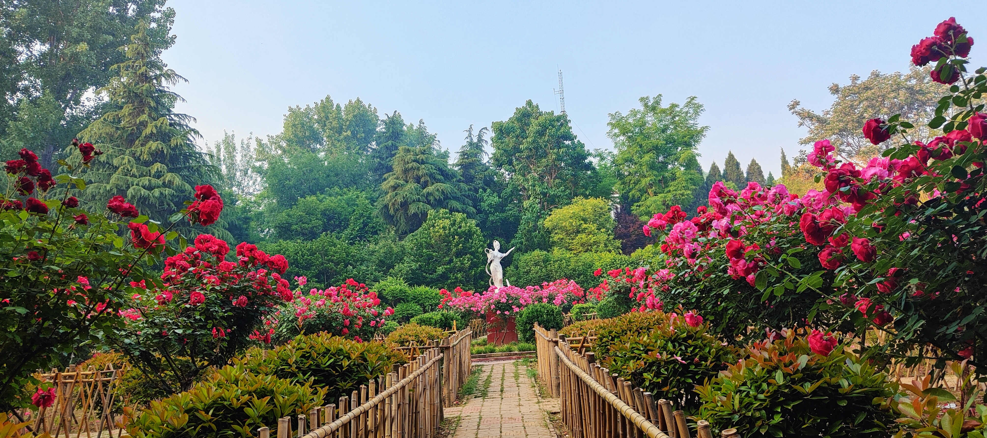 拍摄时间:2024年5月7日拍摄地点:禹州市森林植物园手机随拍:贺景昌