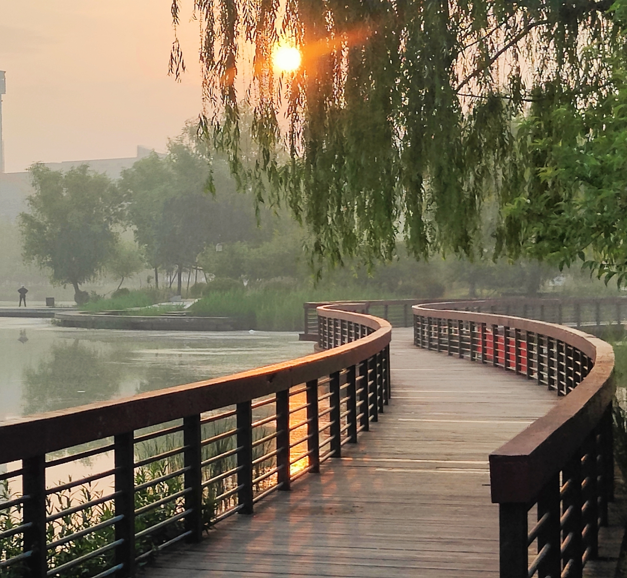 河南禹州:初夏晨练植物园