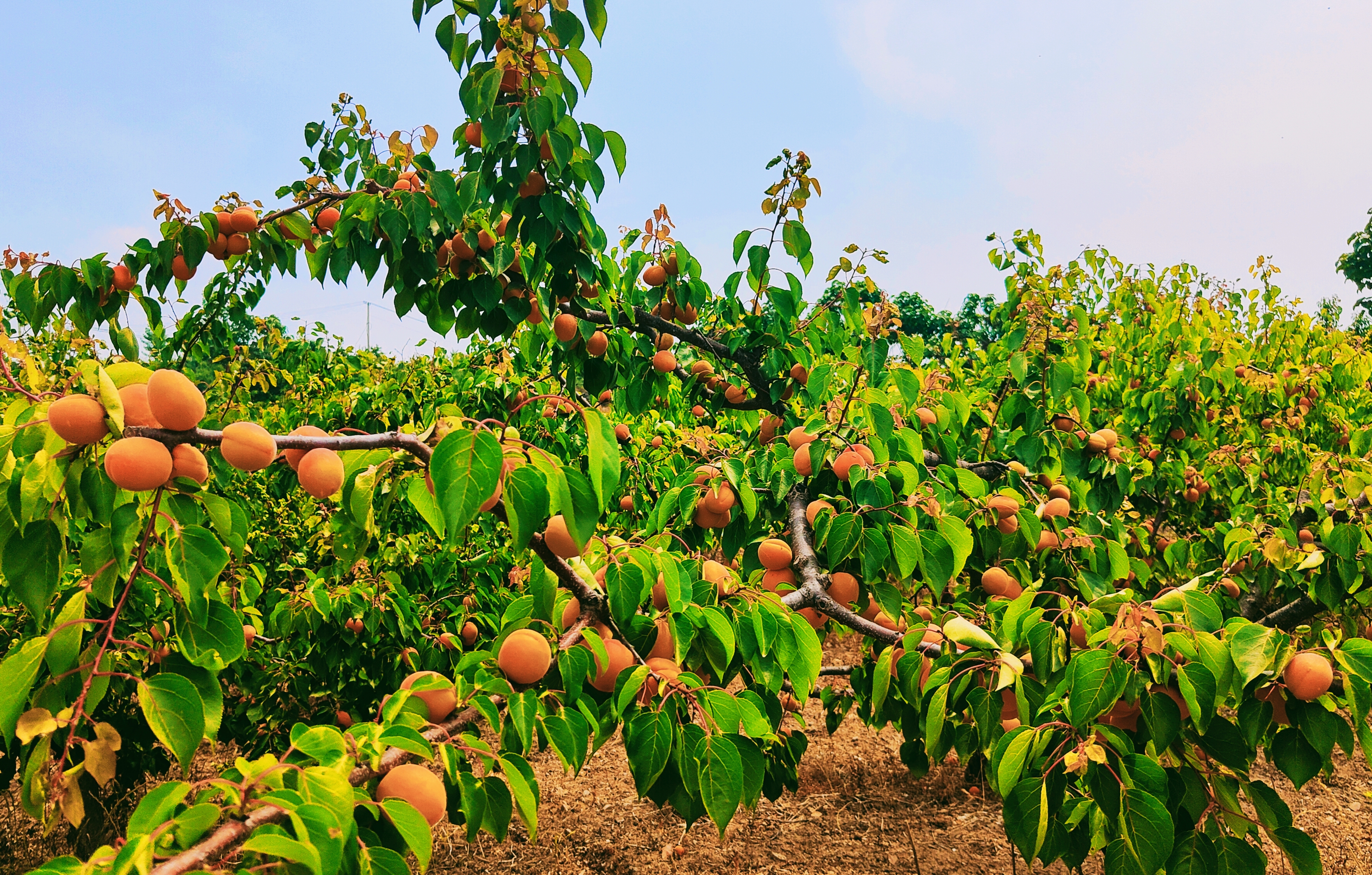 河南禹州:鸠山闵庄杏香甜,漫山遍野品种全!