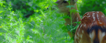06.gif