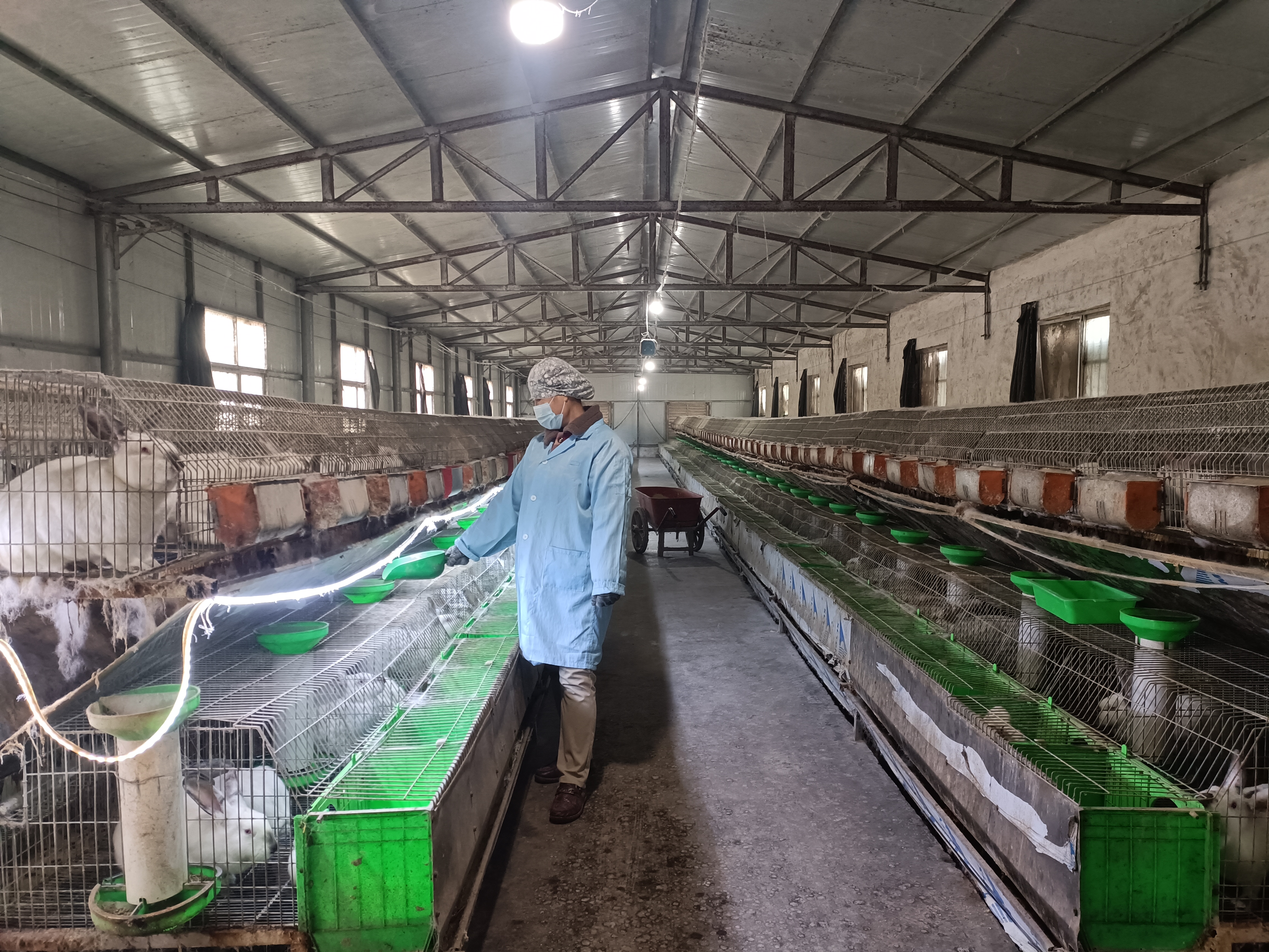 12月12日,在扒村"禹州市小南湾养殖家庭农场"300平米的棚舍里,一排排