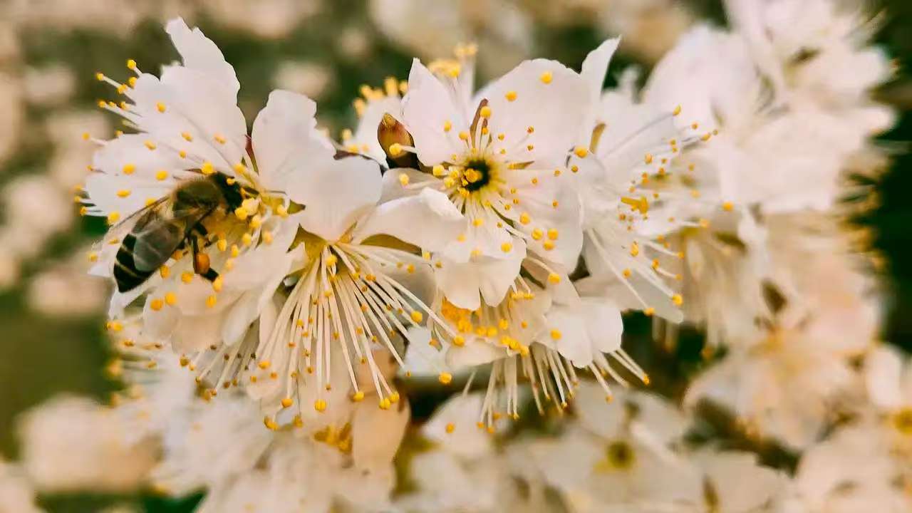 白花5.jpg