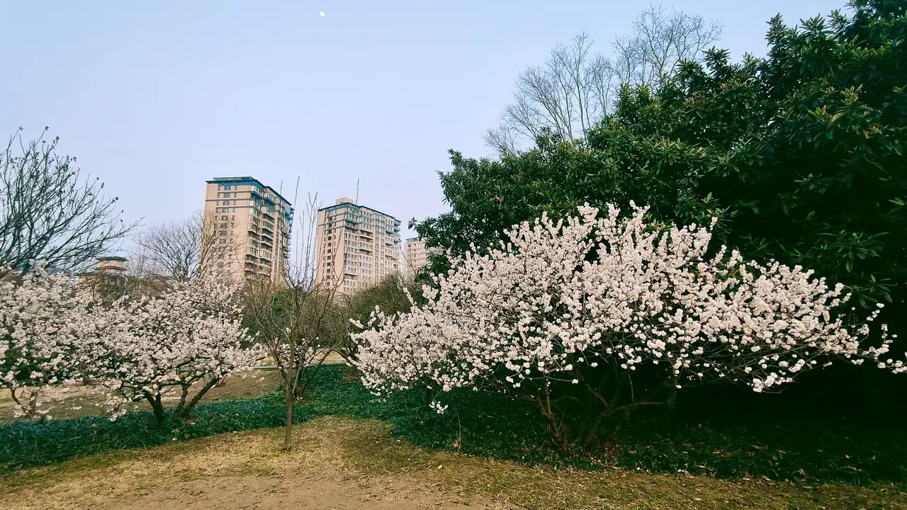 白花4.jpg