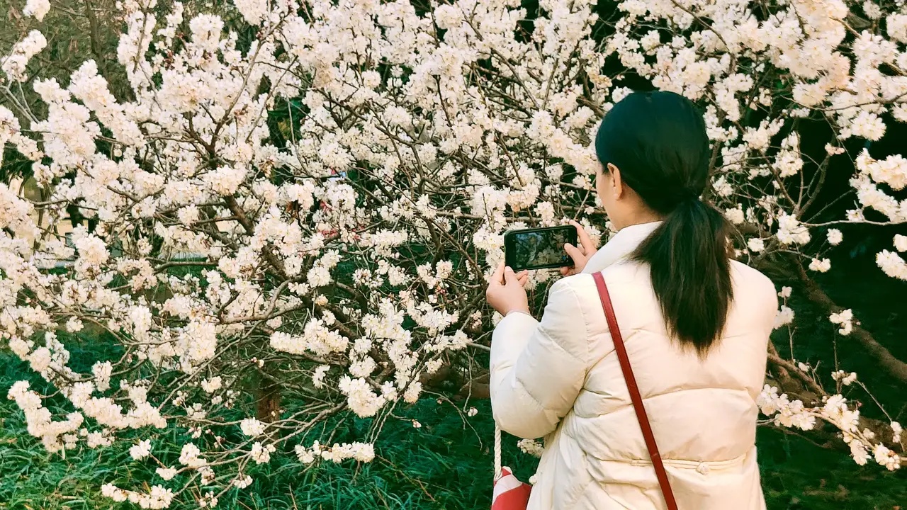 白花1.jpg