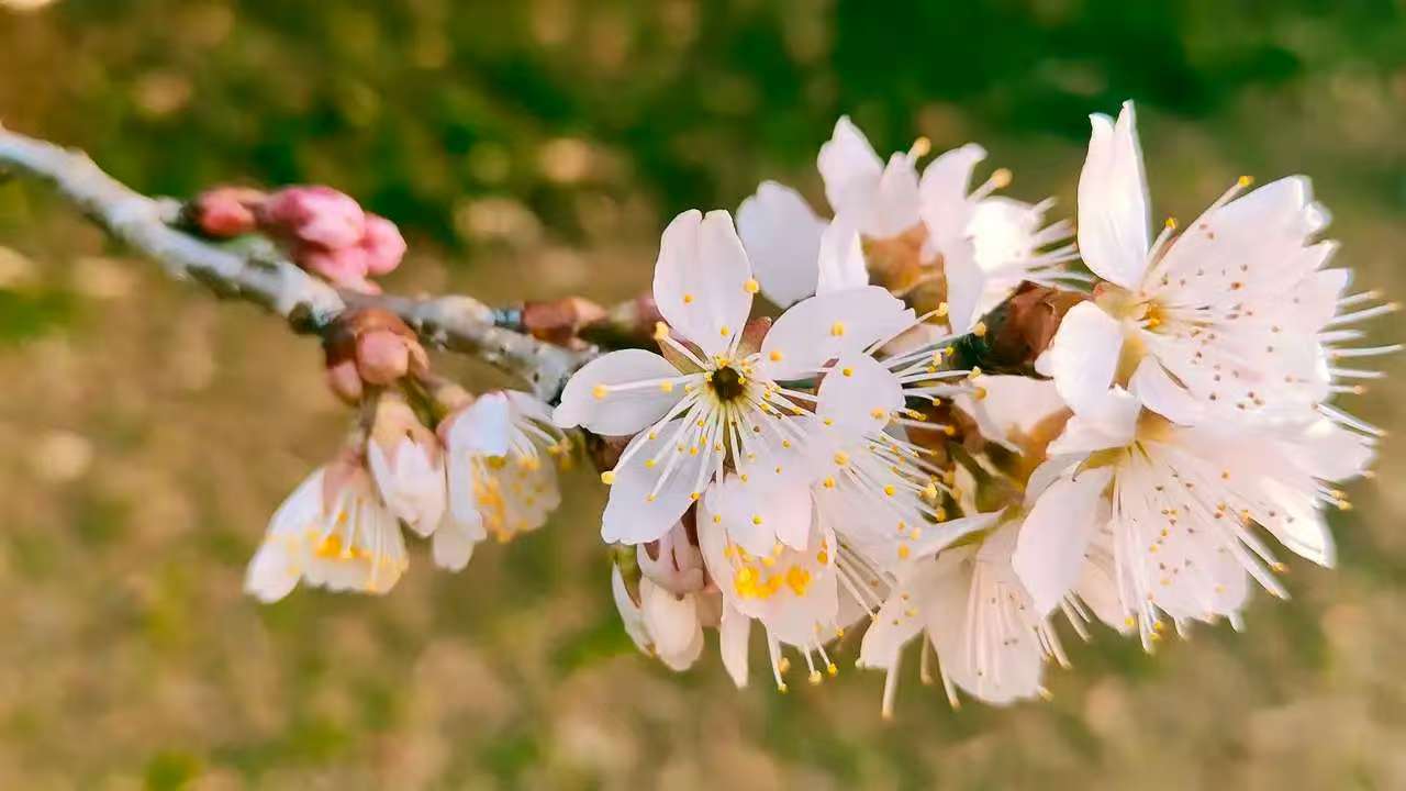 白花6.jpg