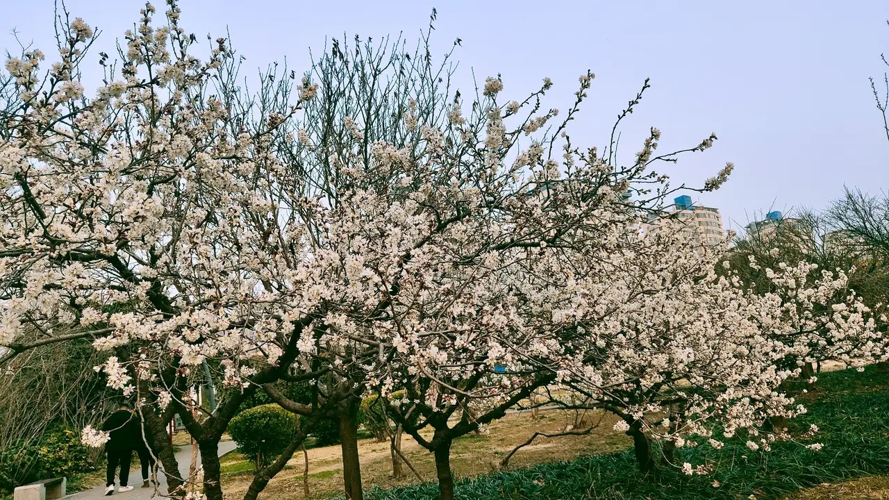 白花7.jpg