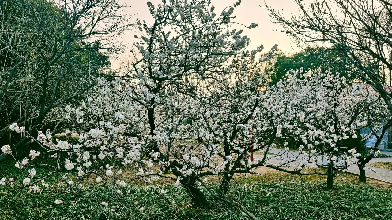 白花8.jpg
