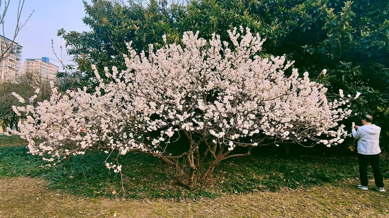 白花2.jpg