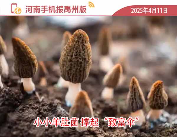 河南手机报模版1.jpg