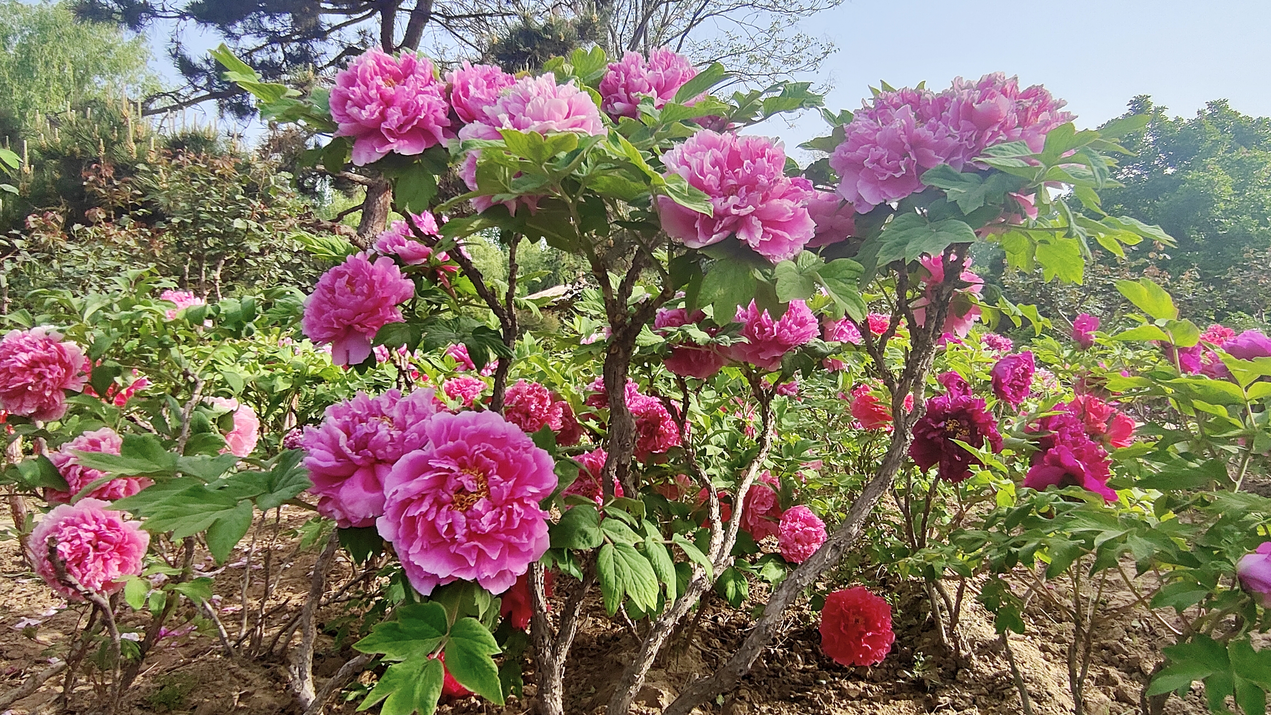 啊春暖花开6.jpg