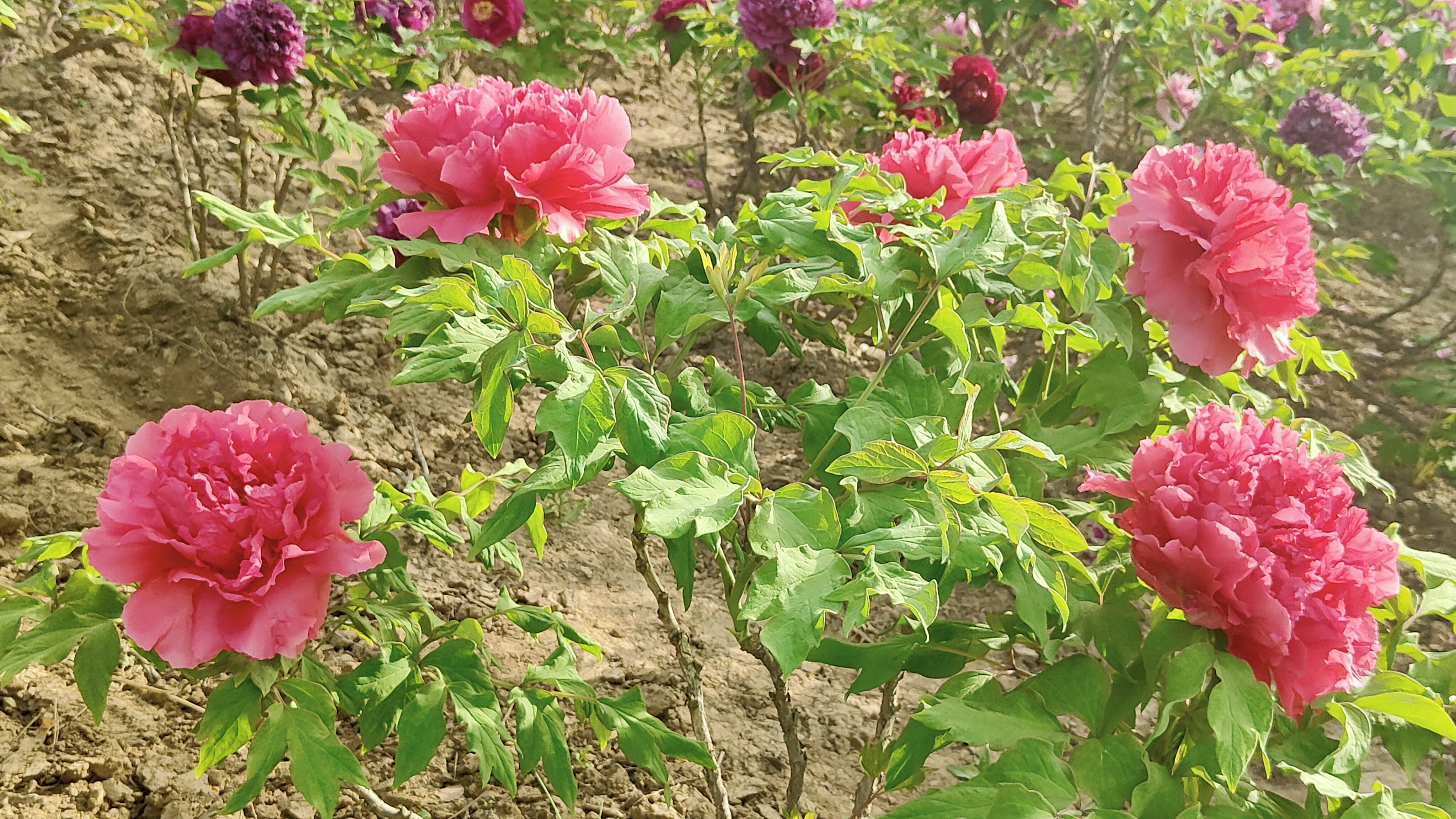 啊春暖花开8.jpg