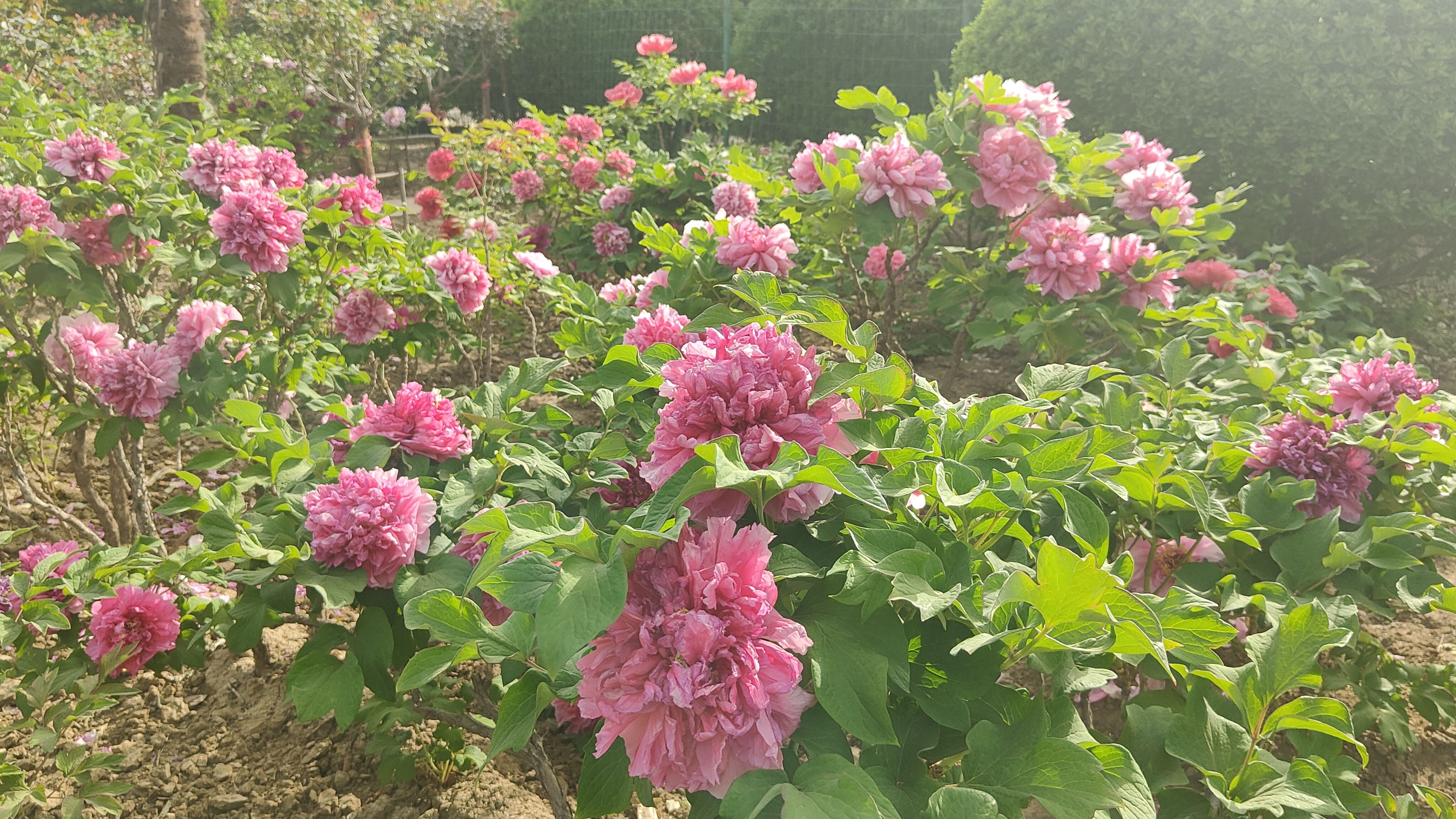 啊春暖花开2.jpg