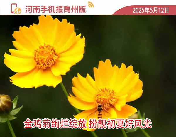 河南手机报模版1.jpg