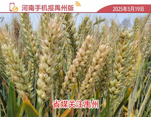 河南手机报模版1.jpg